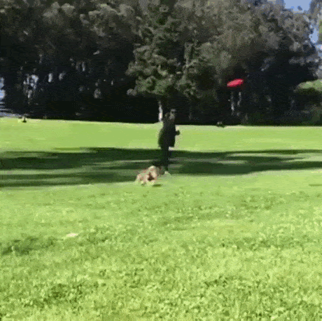 A dog playing fetch